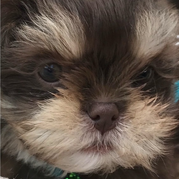 Meet your Posher, Diana - Picture 3 of 12